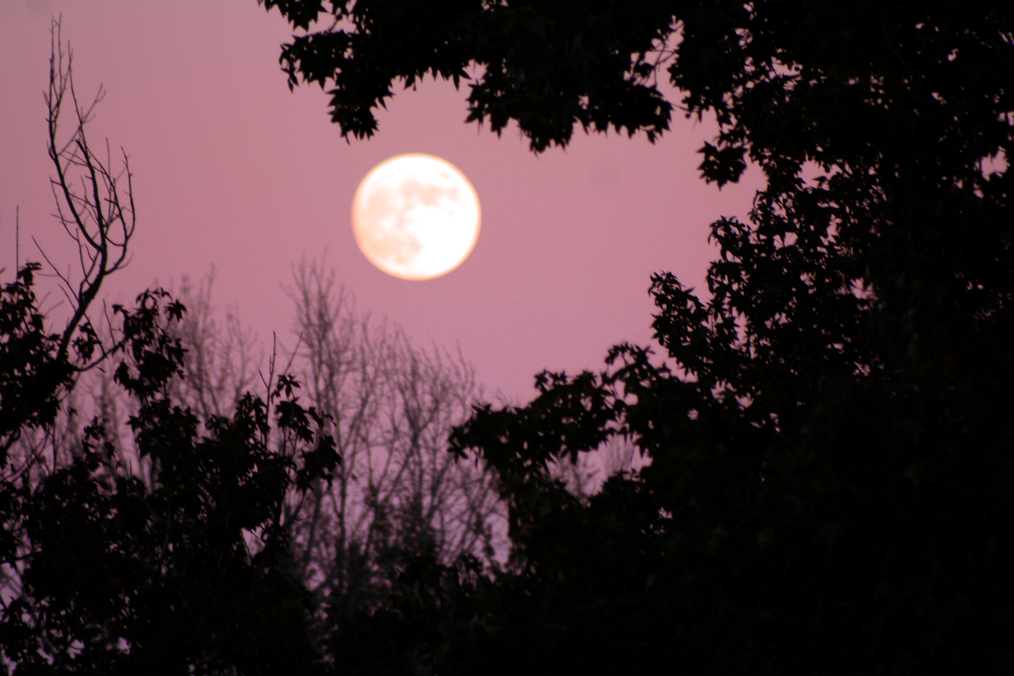 Одинокая луна розовая. Полнолуние. Розовая Луна. Апрельское полнолуние. Розовое полнолуние.